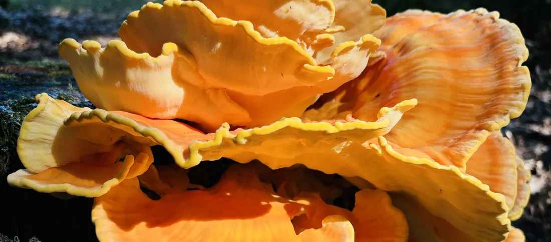 Integratie mijn oogst 2024